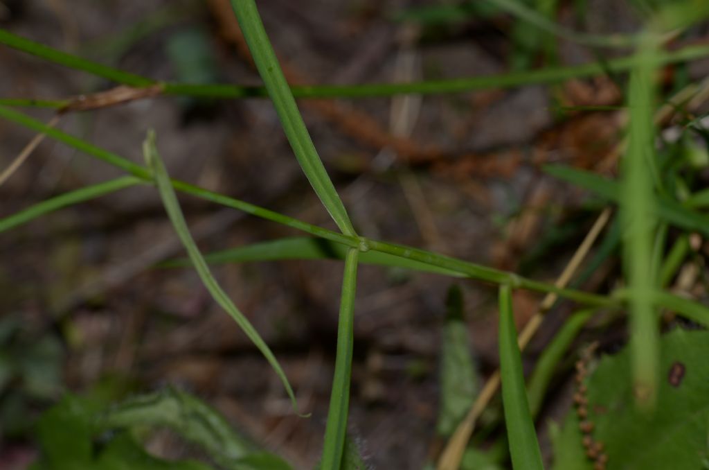 Dianthus seguieri